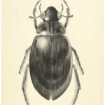 Berosus