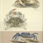 Cangrejos