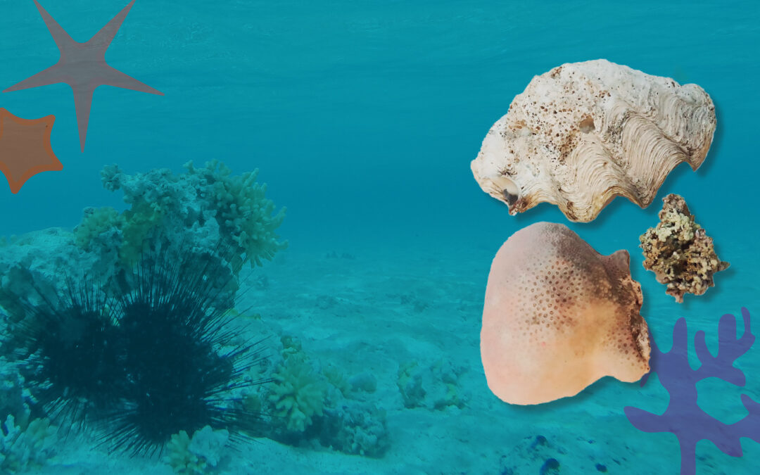 Historias del pasado contadas desde los esqueletos coralinos