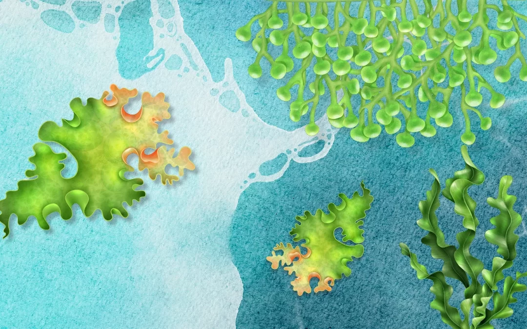 Hábitats costeros, defensas contra el cambio climático