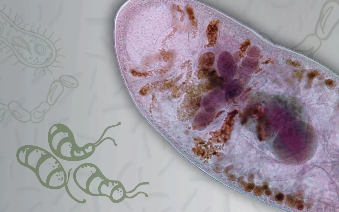 Materia oscura biológica: los parásitos