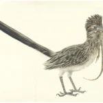 Correcaminos y lagarto