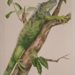 Iguana iguana