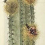 Pachycereus pecten aboriginum