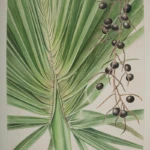 Sabal mexicana, guano